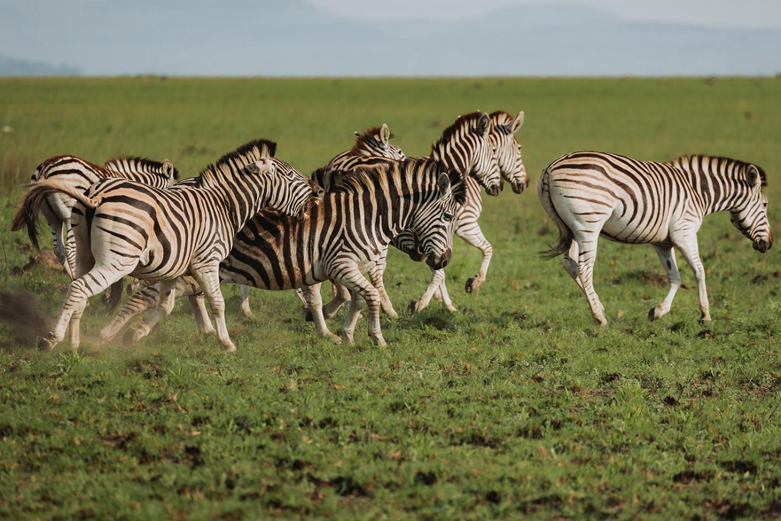 Nambiti Plains Lodge Лейдисмит Екстериор снимка