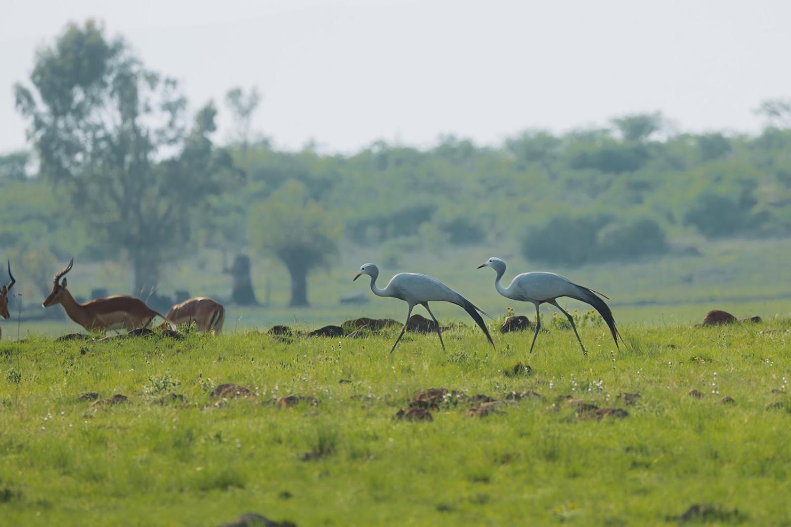 Nambiti Plains Lodge Лейдисмит Екстериор снимка