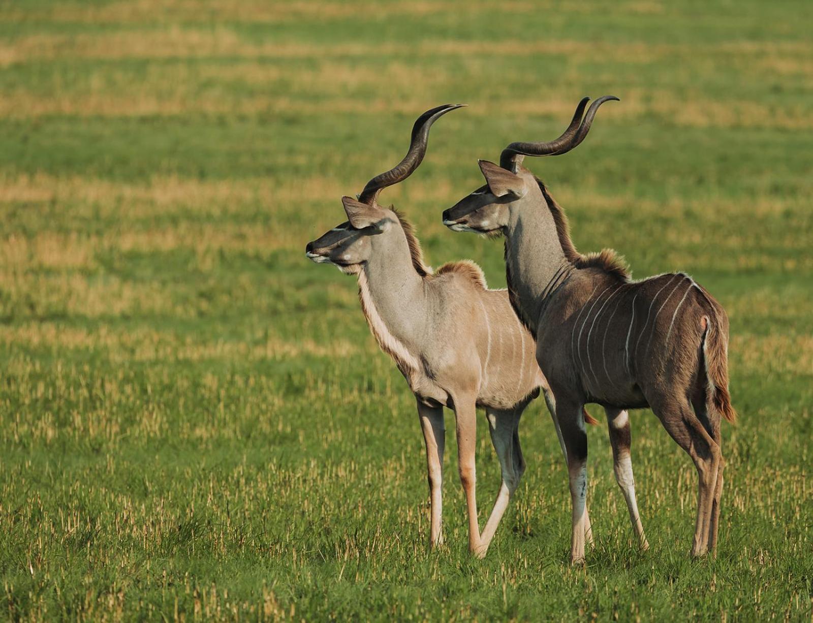 Nambiti Plains Lodge Лейдисмит Екстериор снимка