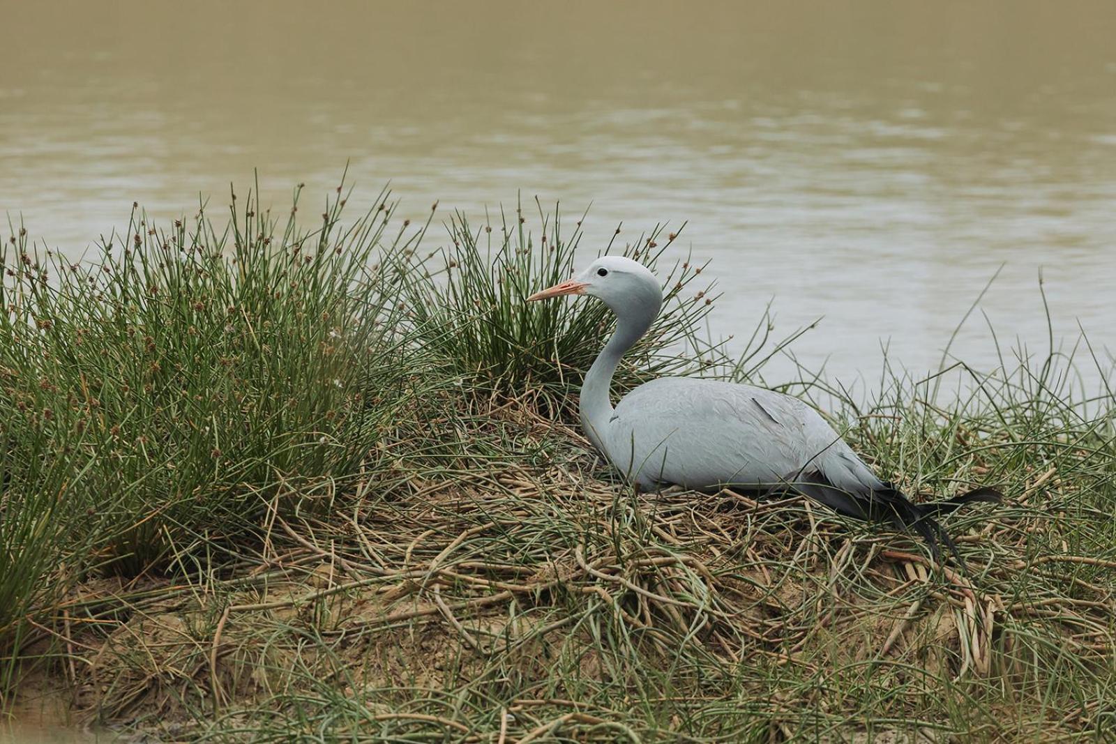 Nambiti Plains Lodge Лейдисмит Екстериор снимка