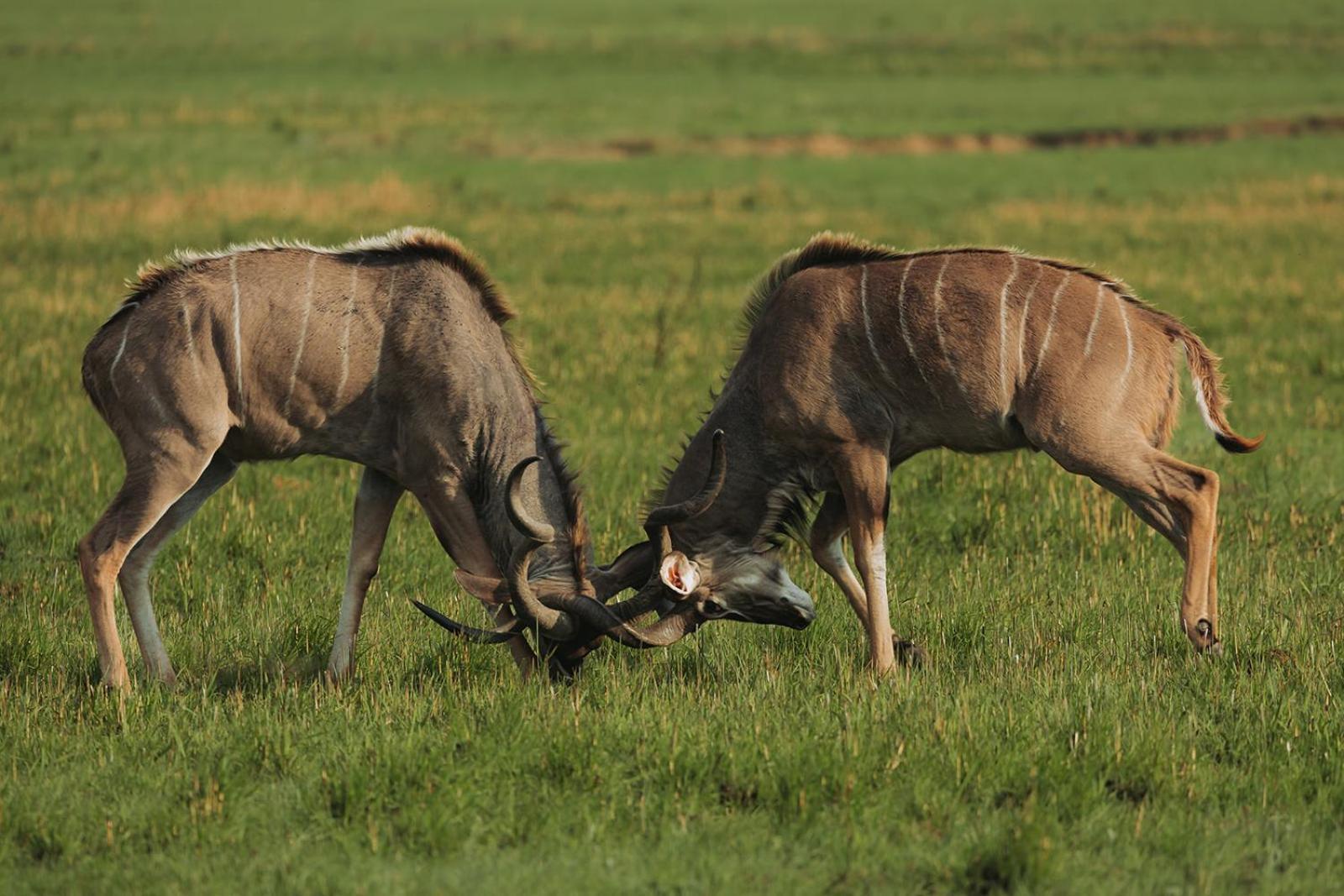 Nambiti Plains Lodge Лейдисмит Екстериор снимка