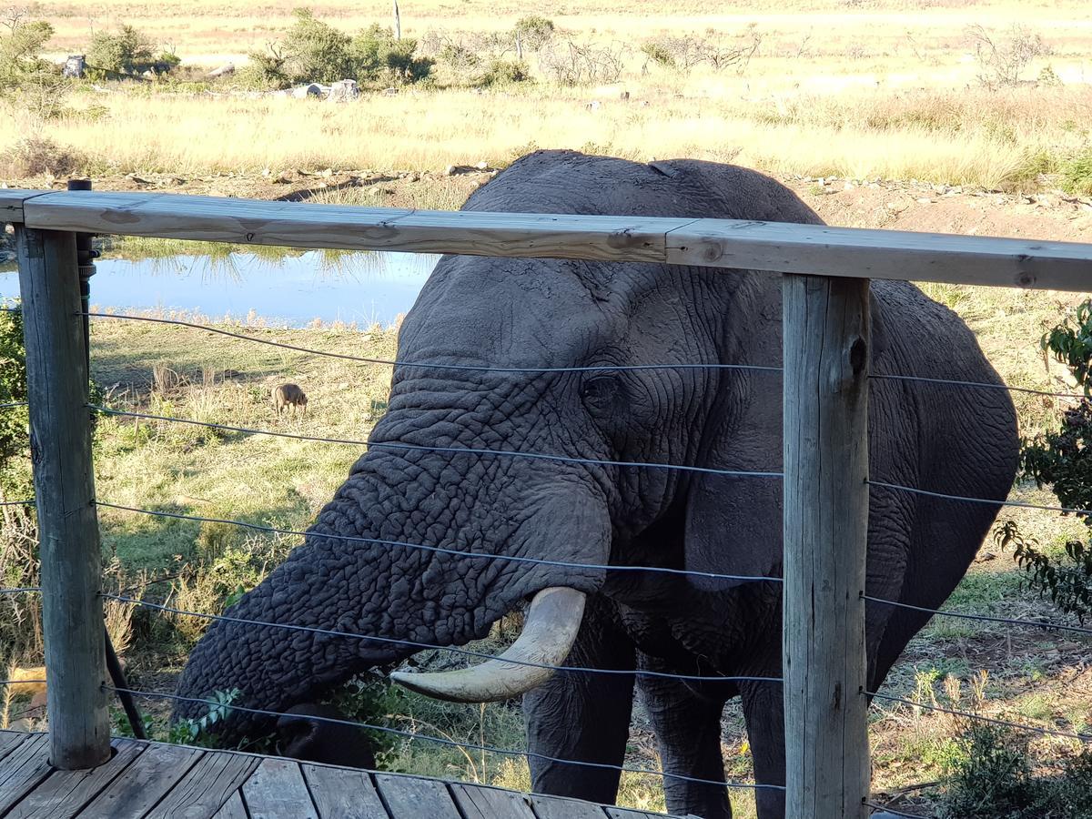 Nambiti Plains Lodge Лейдисмит Екстериор снимка