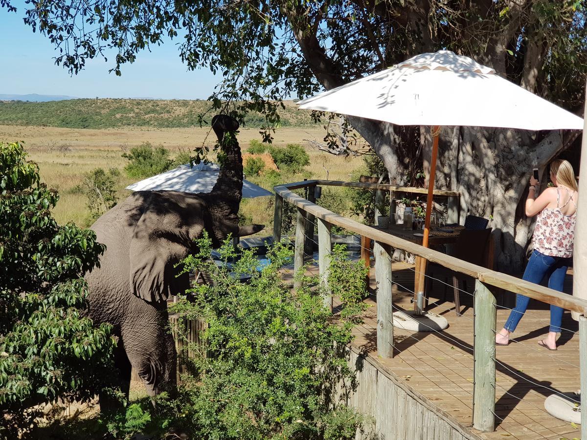 Nambiti Plains Lodge Лейдисмит Екстериор снимка