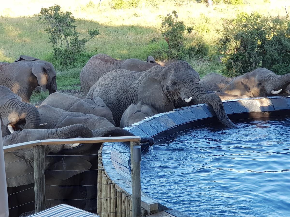 Nambiti Plains Lodge Лейдисмит Екстериор снимка